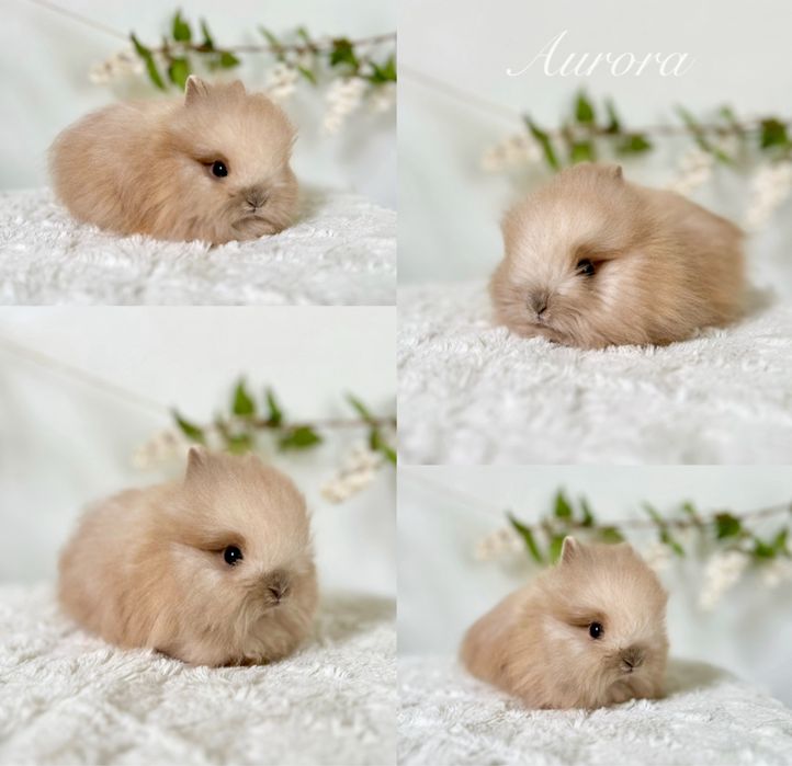 Króliczki najmniejsze! Karzełk Teddy 800g-1,2kg i Mini lopki