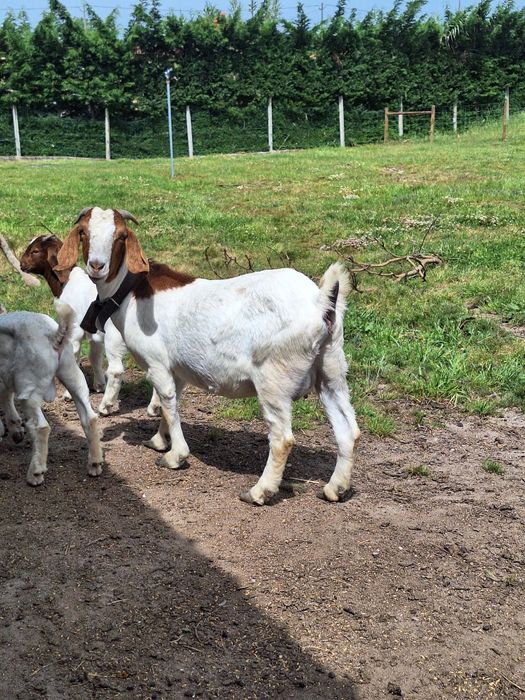 Vendo Cabras boer fêmeas