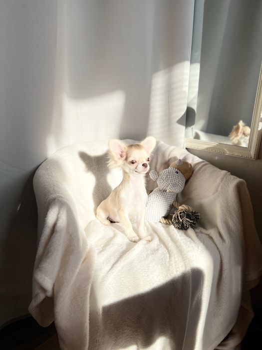 Чіхокрасуня КСУ-FCI