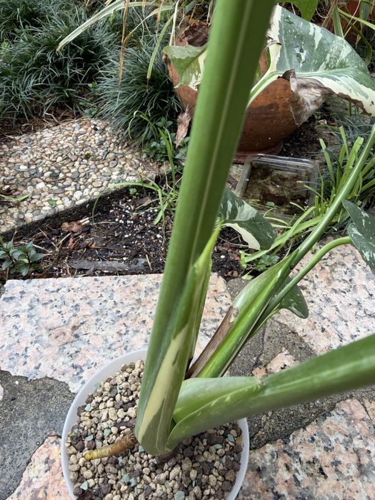 Corte de Monstera Thai Constellation