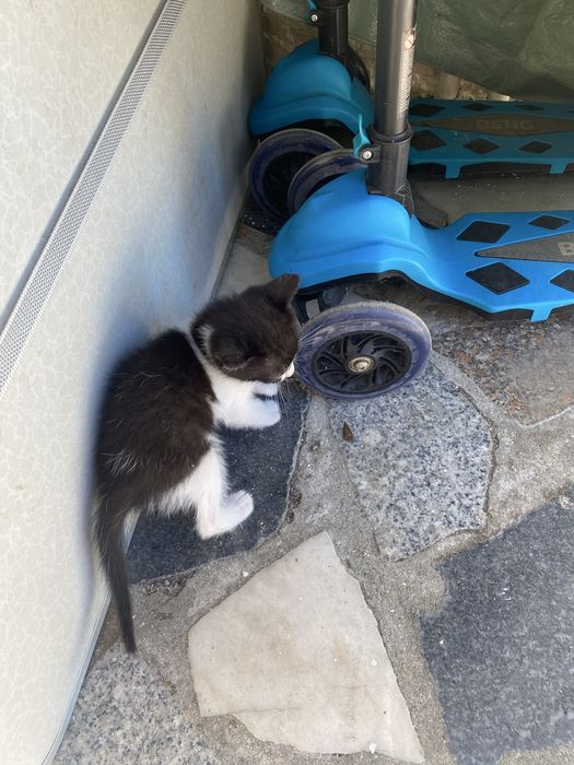 Dá-se gatinho pequenino