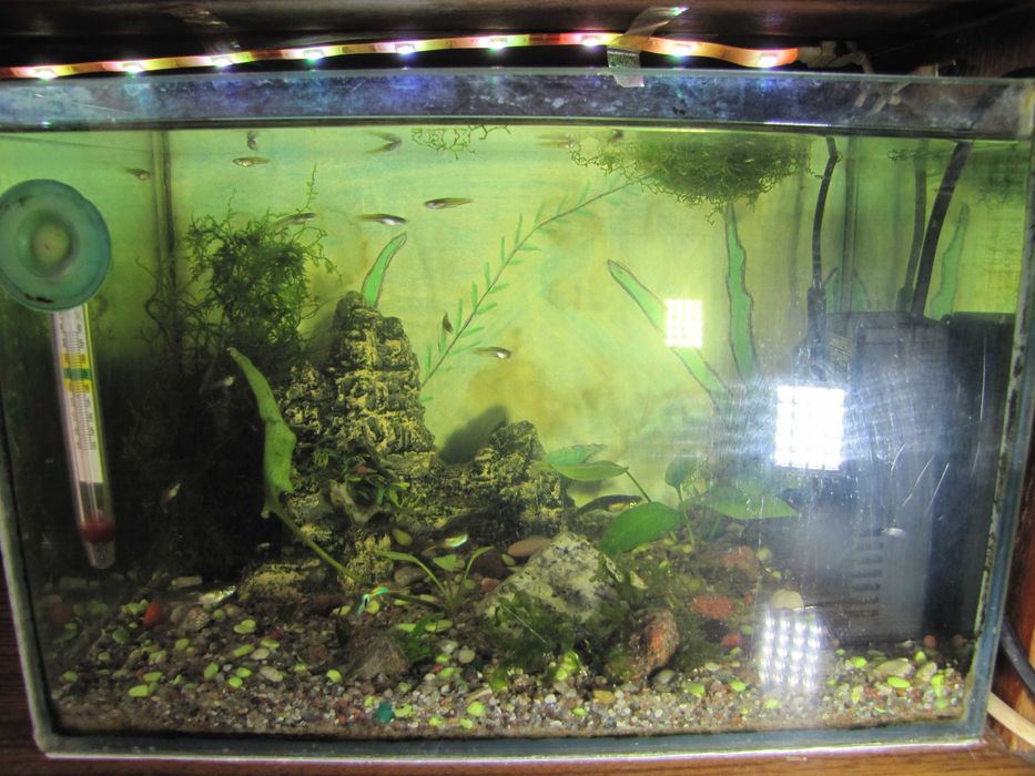 Akwarium z obsadą małe