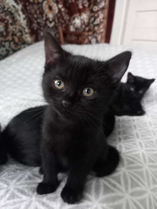 Віддам гарних котенят