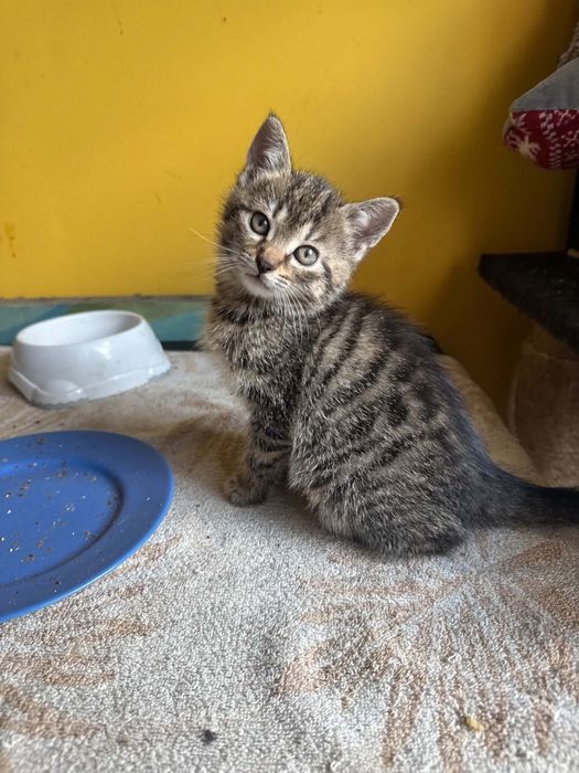 Do adopcji szary kocurek Grzesiu. Ma dwa miesiące