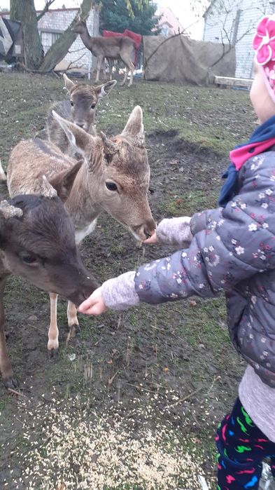 Daniel łanie ubiegłoroczne .