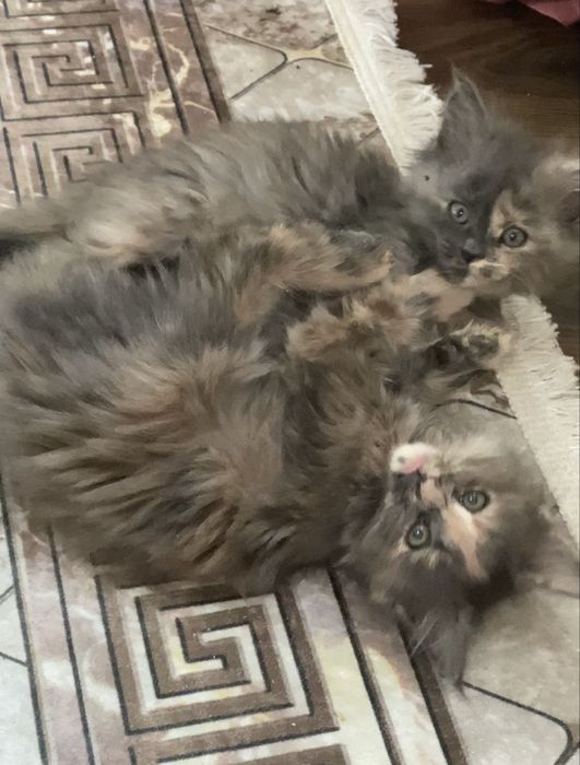 Мейнкун кошенята