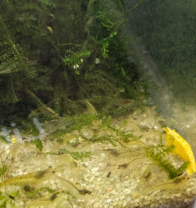 krewetka żółta z rodziny Neocaridina