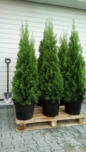 Tuja szmaragd 120-130cm