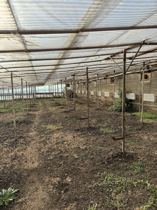 Оренда ферма/комерційна нерухомість/овоческлад/теплиці