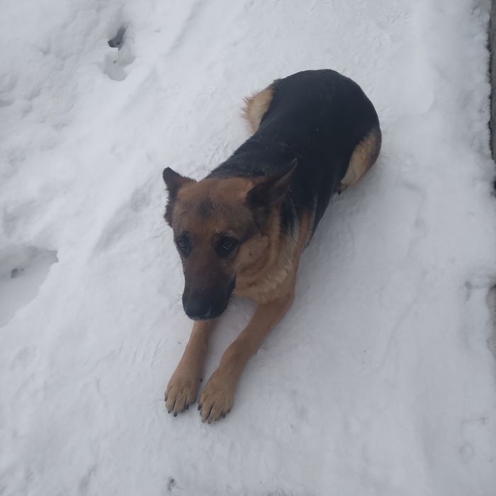 Знайшовся пес СТ Родзинка