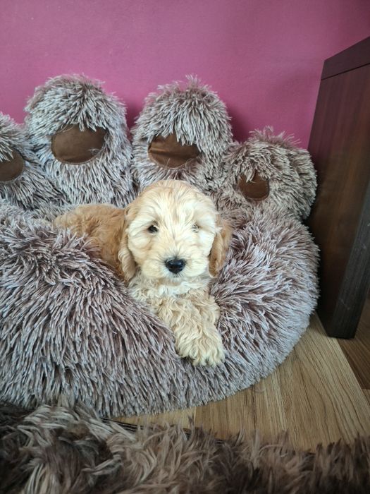 Szczeniak cockapoo