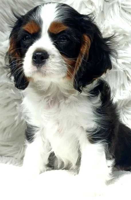 Cavalier King Charles