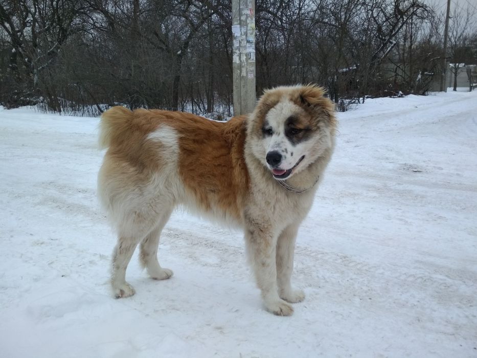 Алабай ,  в'язка