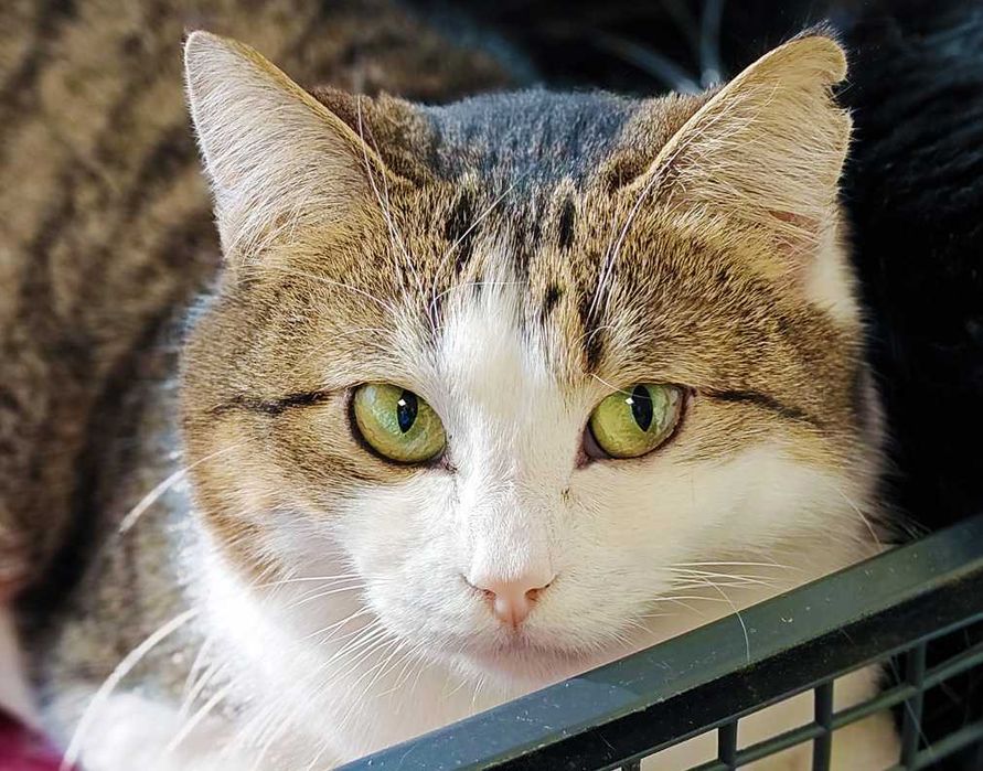 Дуже ніжна чарівна киця Лайта терміново, 1 р, кішка, кошка шукає дім