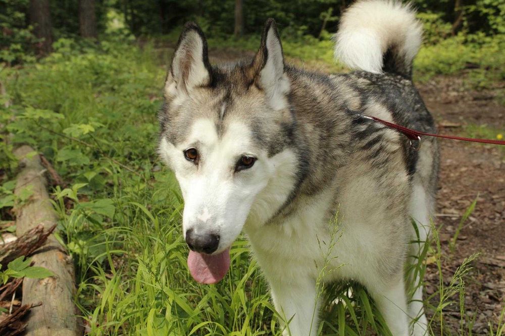 TAMLIN w typie alaskan malamute adopcja