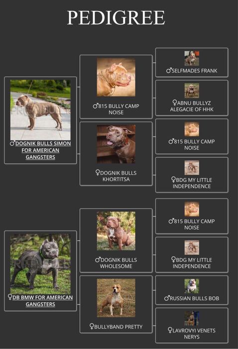 Хто мріє про таку морду?)