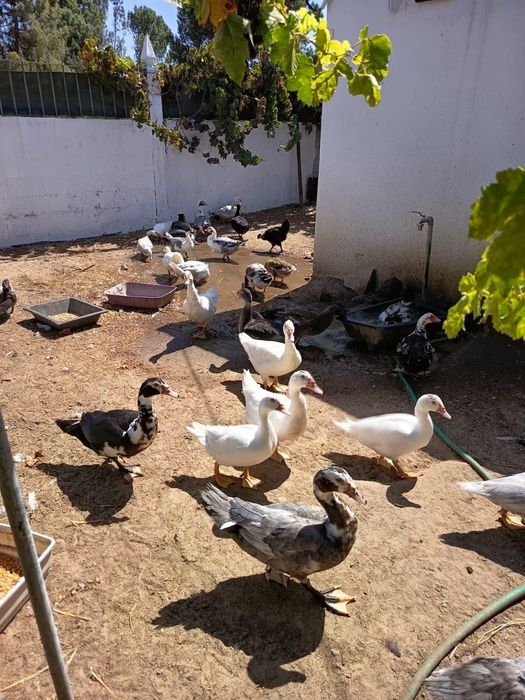 Vendo patos mudos jovens (6 meses) 7€
