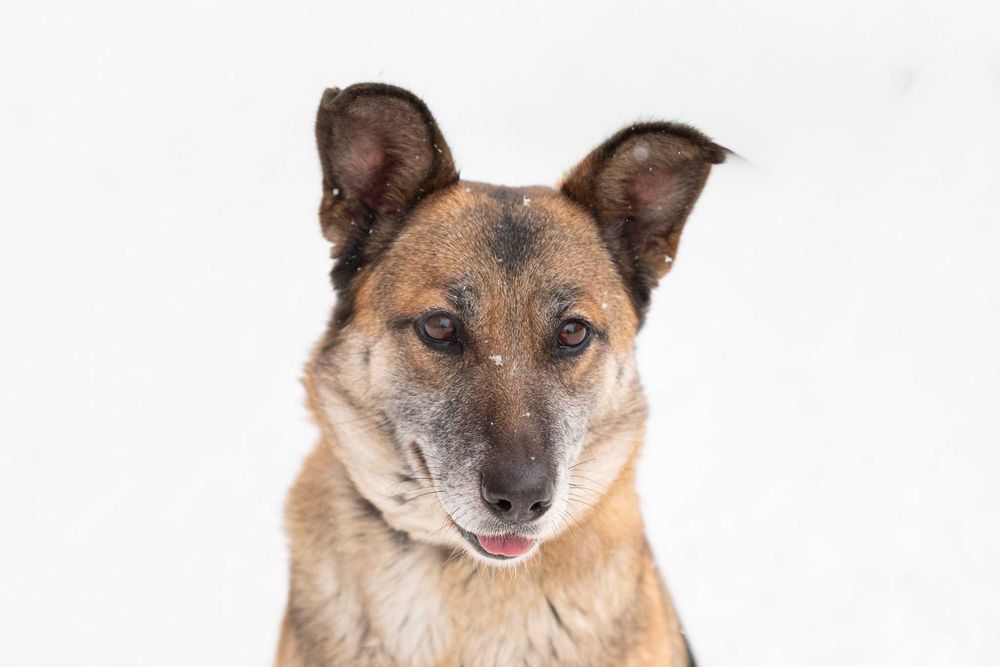 LERDA - owczarkowa, łagodna i ułożona dama