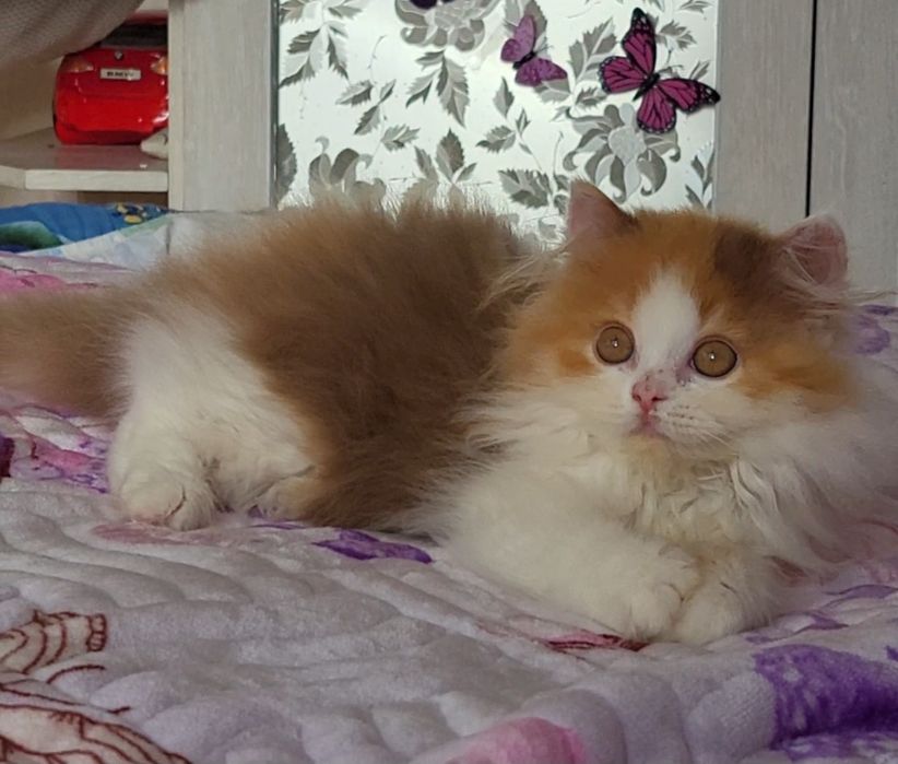 Черепашка цинамонова,очень нежная девочка