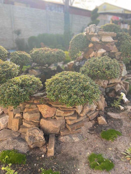 Услуги садовника, уход за территорией, стрижка растений