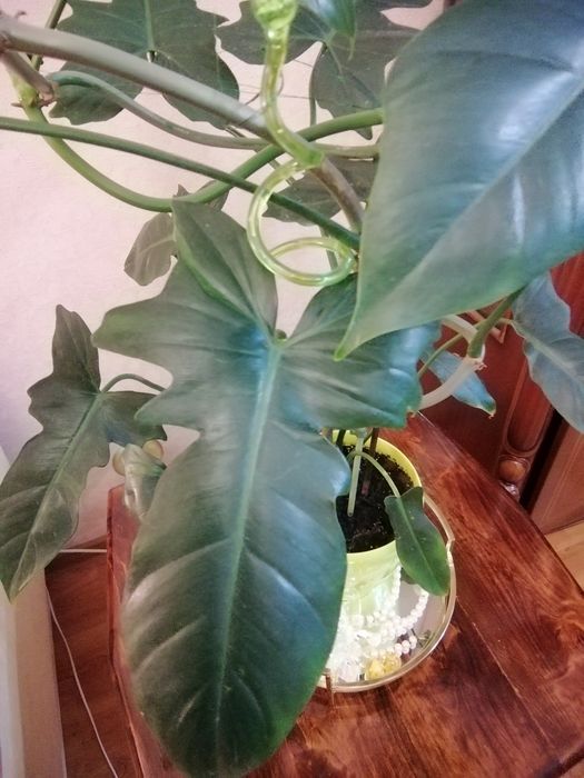 Продається філодендрон Лайм Фідл