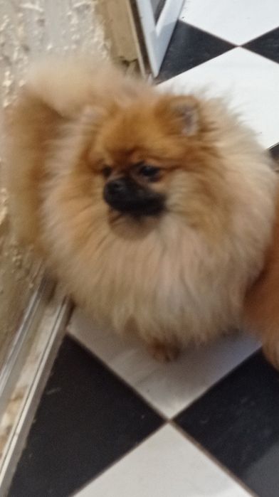 Продается девочка Померанского Шпица.