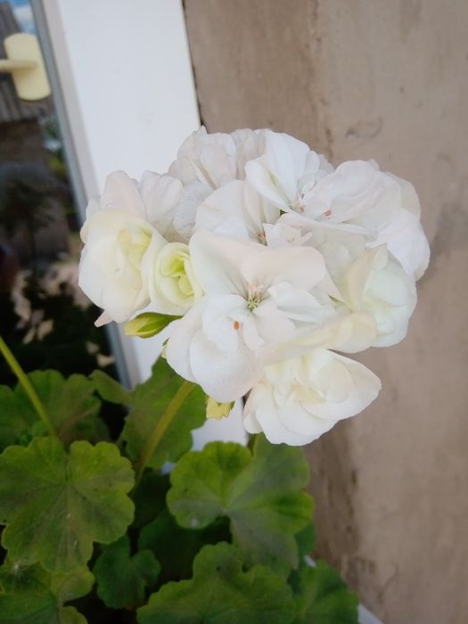 Герань, калачики, пеларгонія