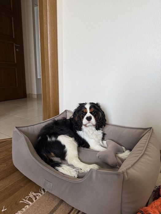 Лежанка для собак