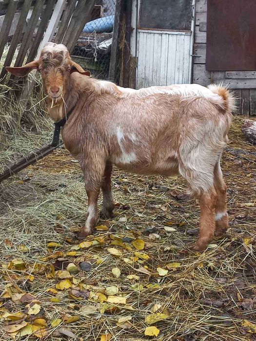 Продам козла зоанеінського