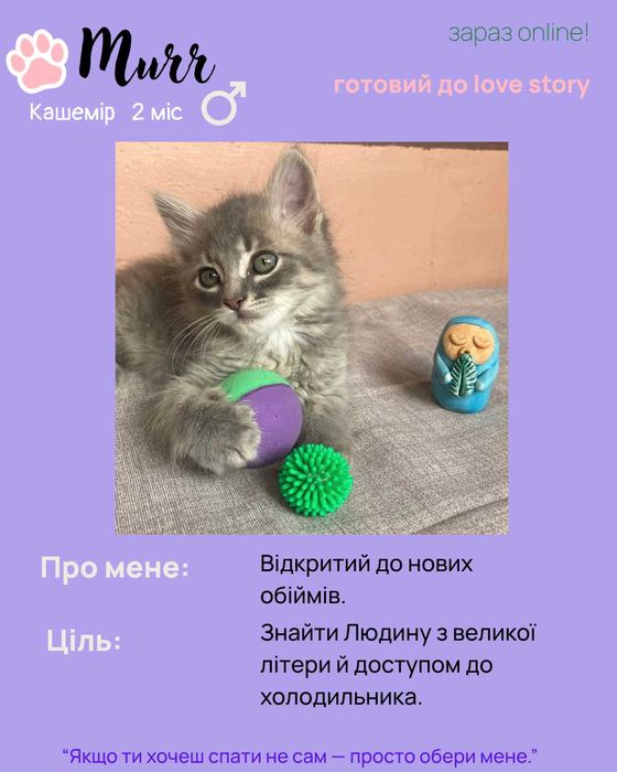 Кошеня терміново шукає сім'ю