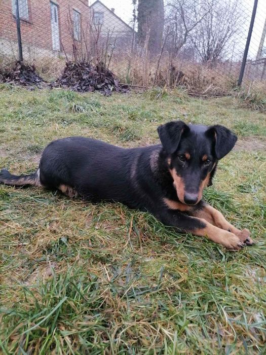 Віддам у добрі руки вірного друга та охоронця!