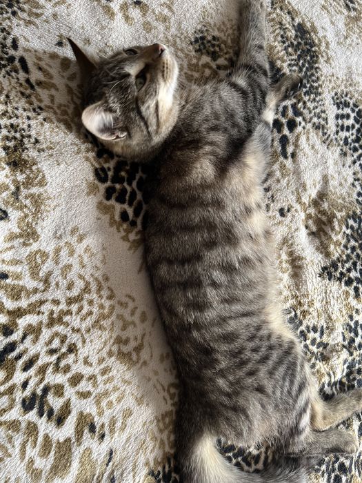 Дівчинка «Мія» шукає родину