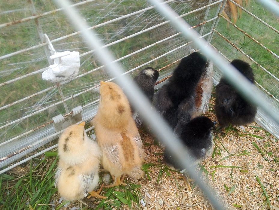 Liliputka z pisklętami