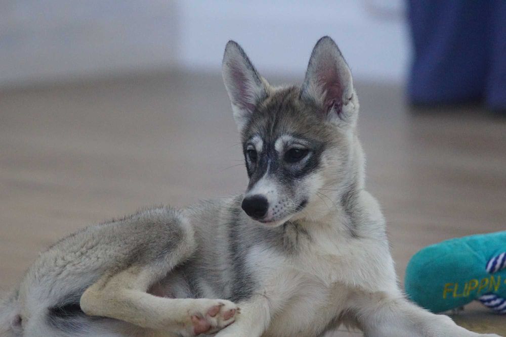 Chłopiec Siberian Husky