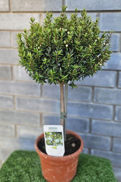 Продам шикарный мирт, стрелицию,лавр фикус кампанула гибискус фитония спатифиллум замиокулькас куркума пасифлора платицериум флебодиум церопегия