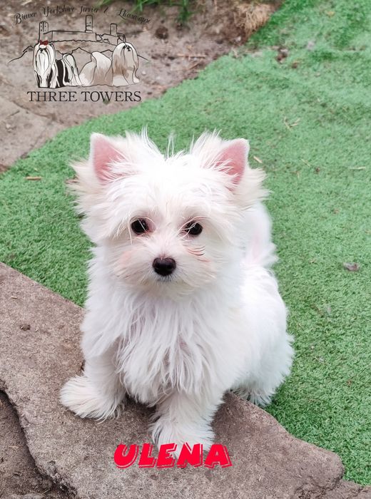 Golddust Yorkshire Terrier, Suczka,York