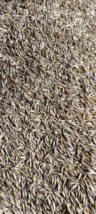 Sprzedam zboże owies pszenica pszenżyto  słoma.