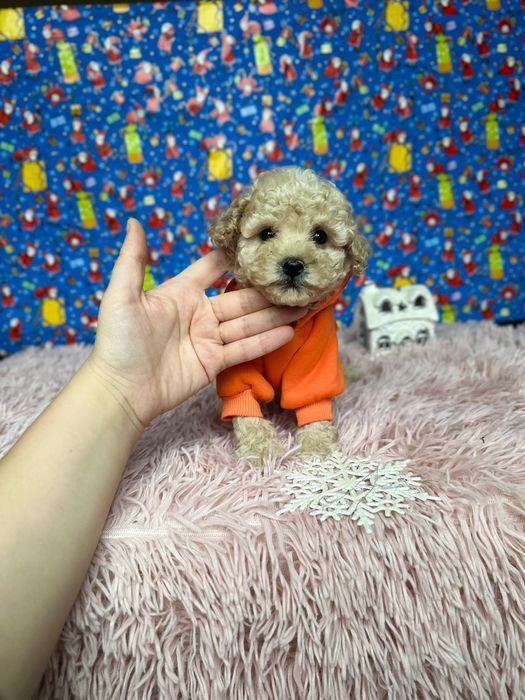 Міні та мікро! Мальтипу, мальтіпу. Для тебе:!