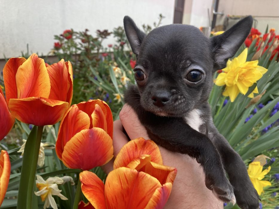 Chihuahua suczka czarna