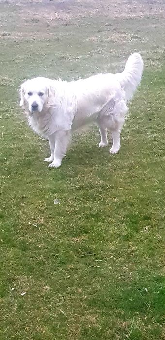 кобель для вязки