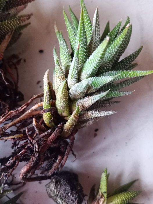 Сукулент хавортія