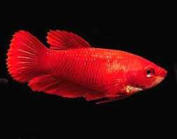 Лабіринтові рибки