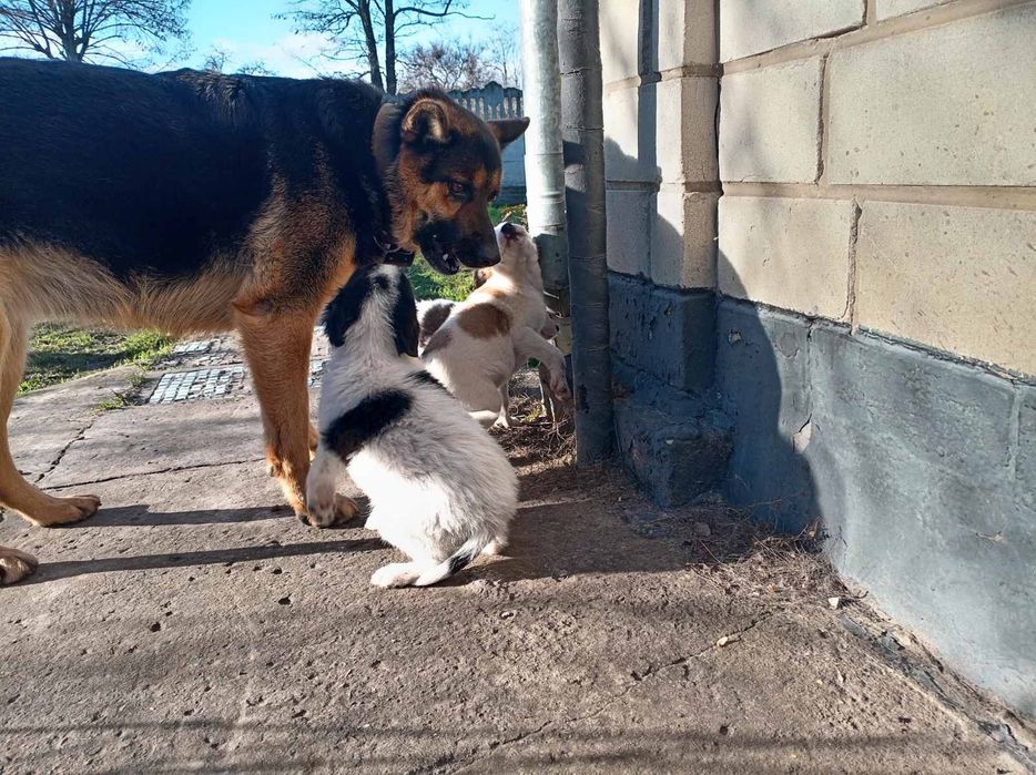 Шукаємо люблячий дім для цуценят

На жаль, шість маленьких цуцен