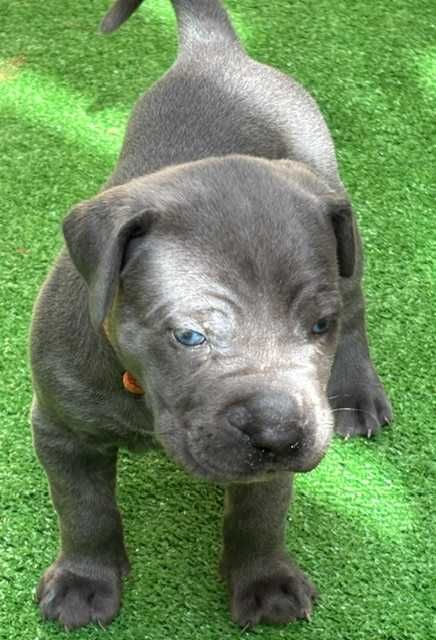 Cane Corso Italiano