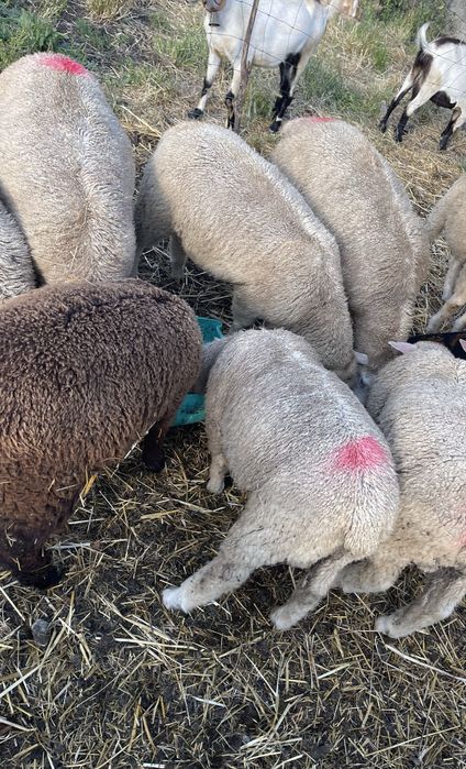 Borregos machos e femeas ( p3 , île de france , merino ) ler descriçao