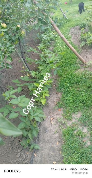 Саджанці ожини безколючкової.Назва сорту на фото.