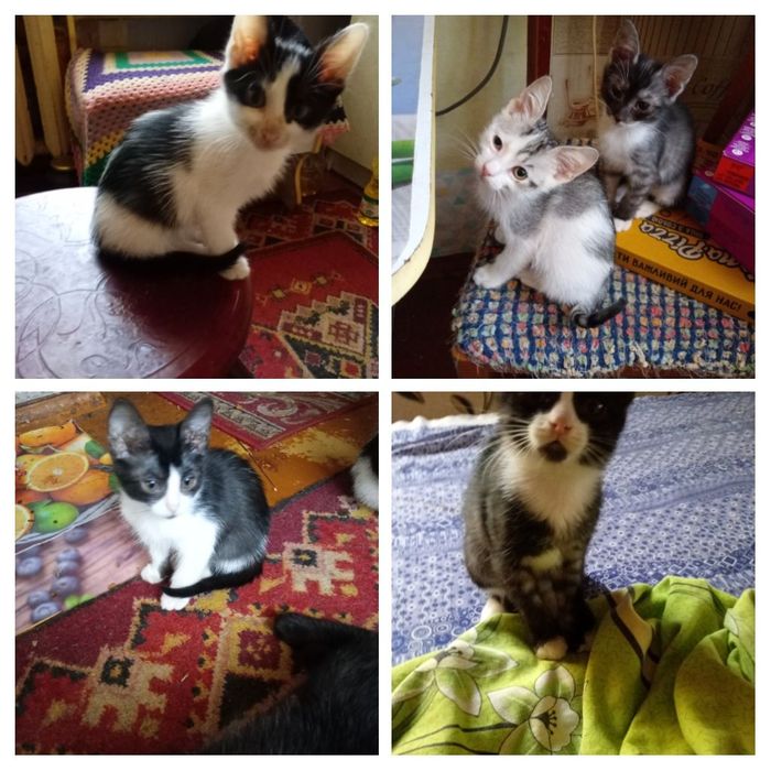 Милые котята бесплатно. кот. кошка. котенок даром