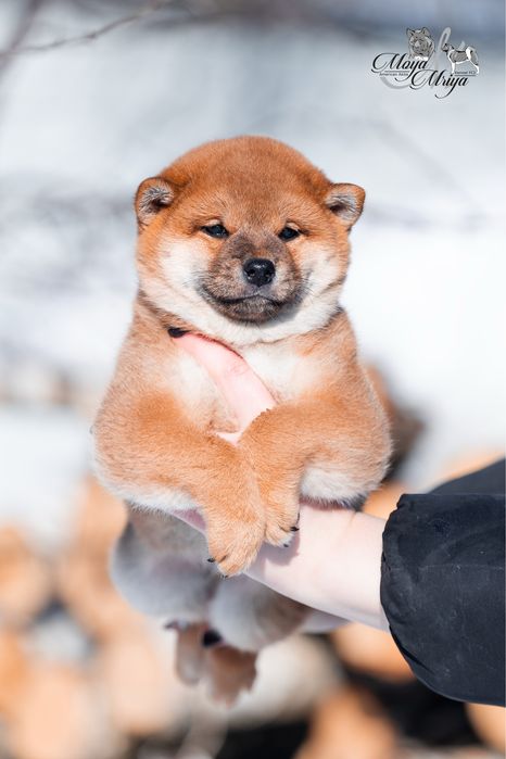 Шиба іну / шиба ину / Shiba inu