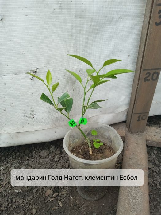 На 2 вида цитруси