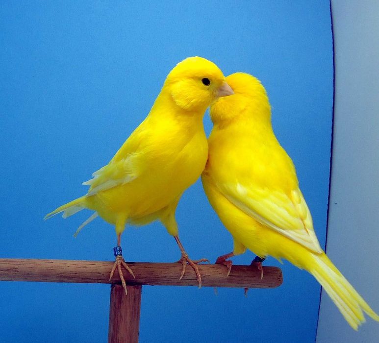 Canários a cantar muito bem